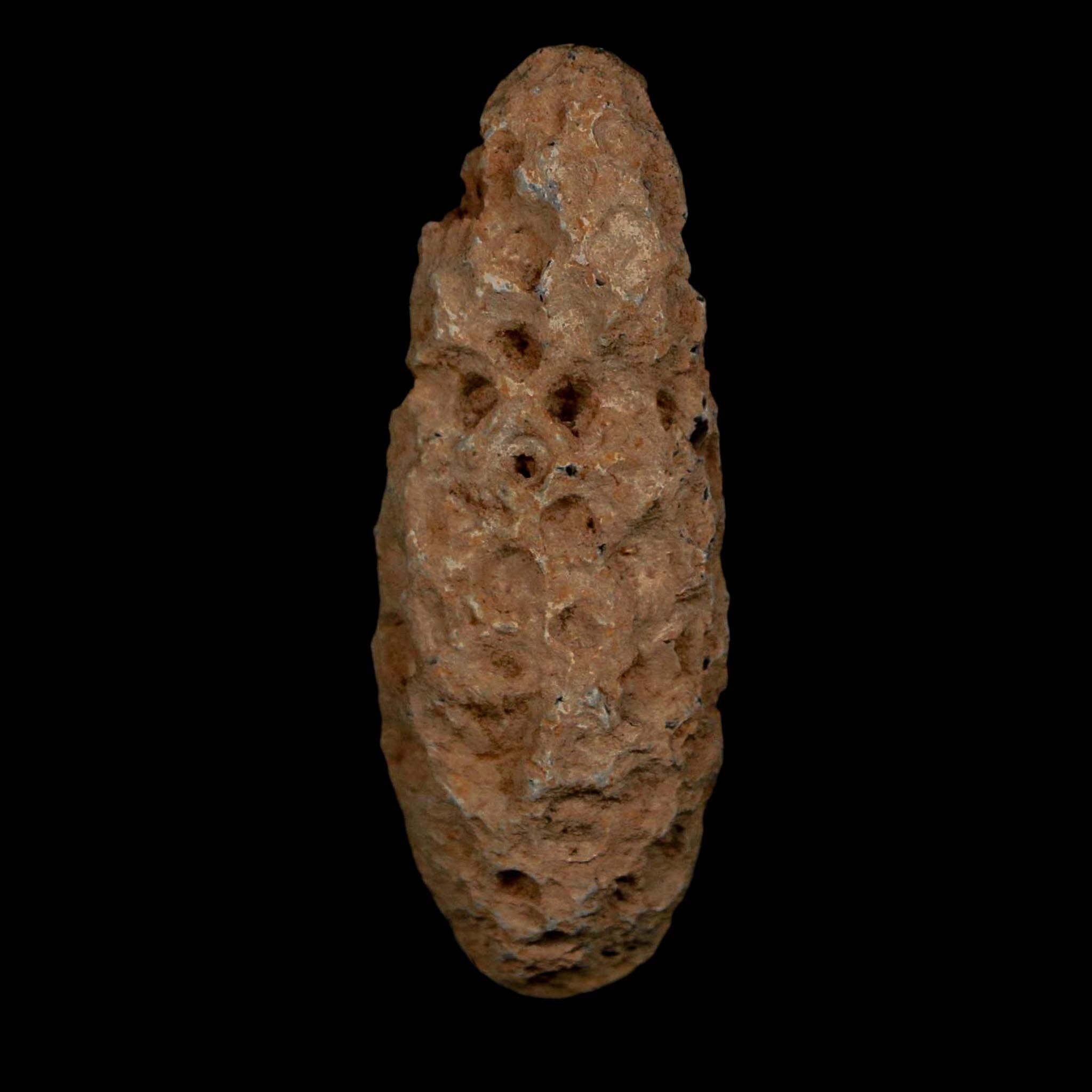 XL 2.1" Fossil Pine Cone Equicalastrobus Replaced By Agate Eocene Age Seeds Fruit - Fossil Age Minerals