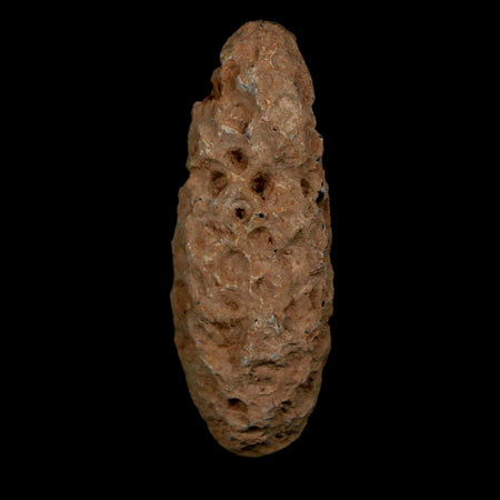 XL 2.1" Fossil Pine Cone Equicalastrobus Replaced By Agate Eocene Age Seeds Fruit