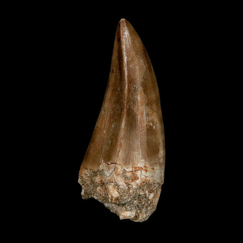 XXL 2.4" Mosasaur Prognathodon Fossil Tooth Cretaceous Dinosaur Era COA & Stand