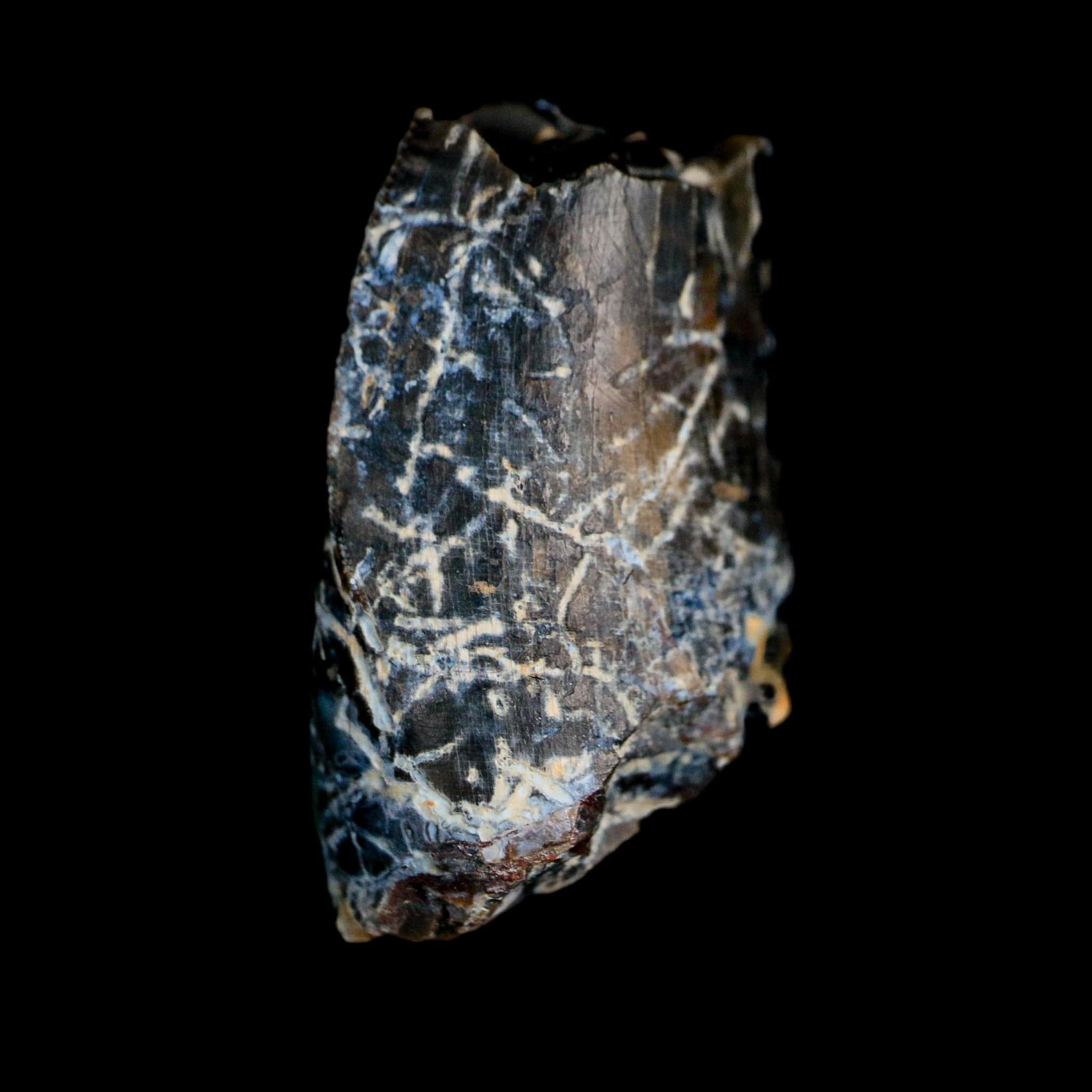 1" Tyrannosaurus Rex Fossil Tooth Section Lance Creek Cretaceous Dinosaur WY COA
