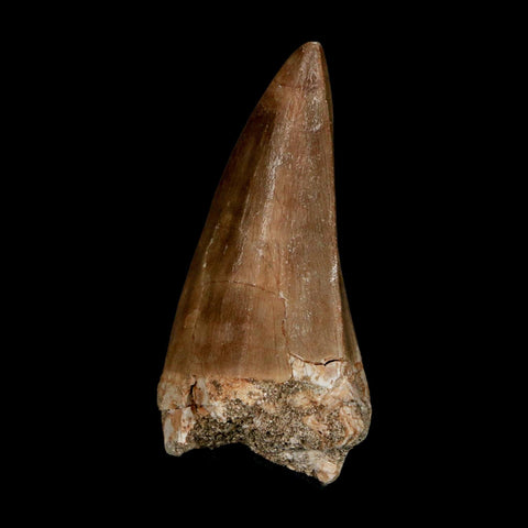 XXL 2.4" Mosasaur Prognathodon Fossil Tooth Cretaceous Dinosaur Era COA & Stand