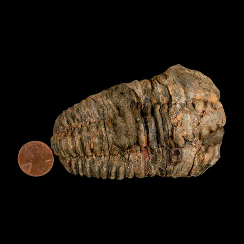 3.5" Flexicalymene Trilobite Fossil Ordovician Age Tazzarine Region Morocco COA - Fossil Age Minerals