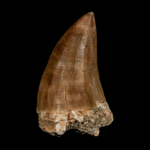 XXL 2.4" Mosasaur Prognathodon Fossil Tooth Cretaceous Dinosaur Era COA & Stand