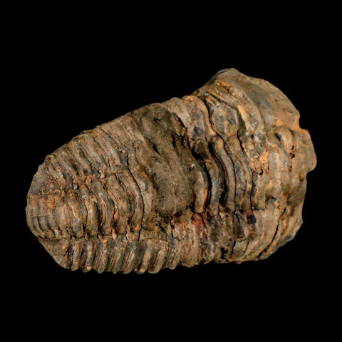 3.5" Flexicalymene Trilobite Fossil Ordovician Age Tazzarine Region Morocco COA - Fossil Age Minerals