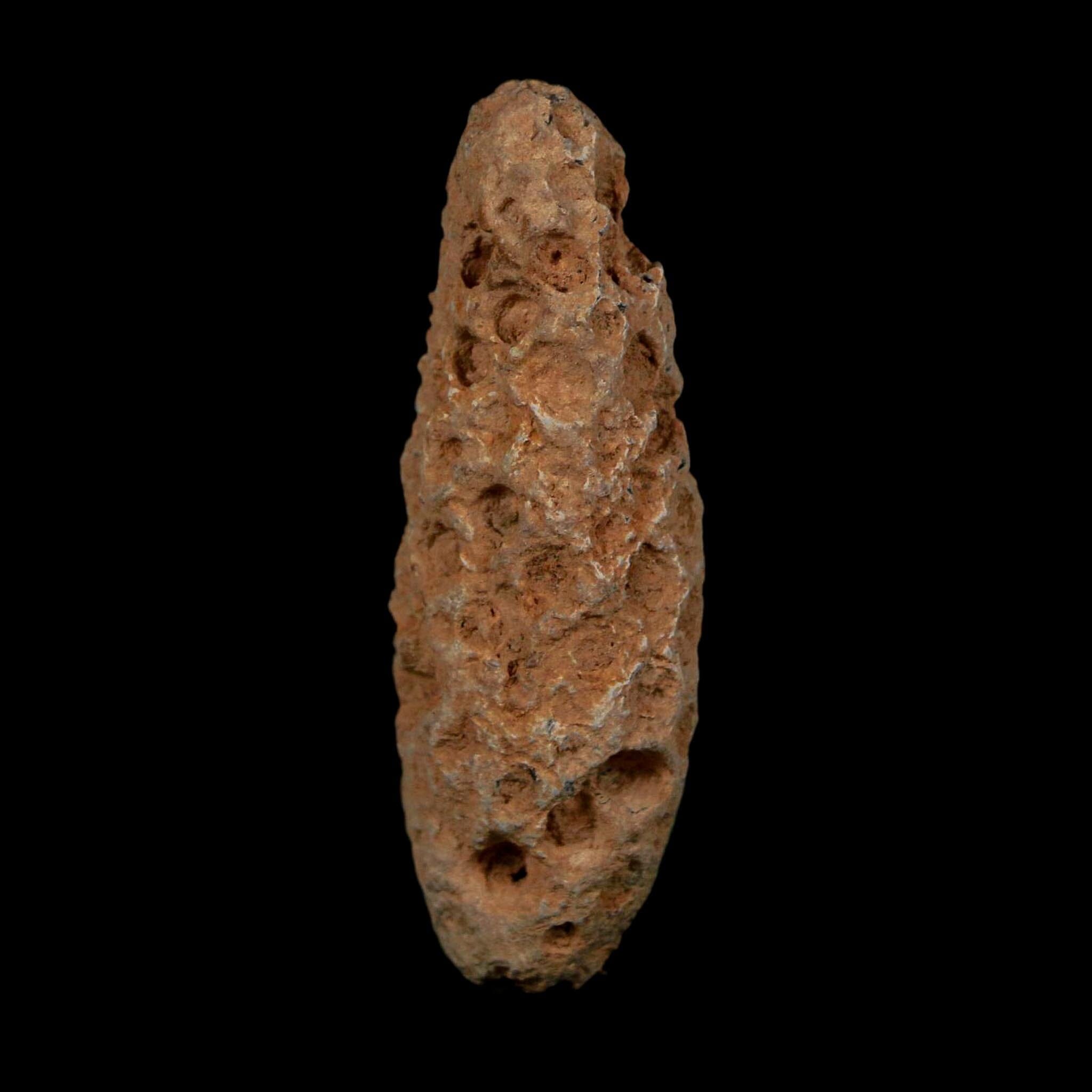 XL 2.1" Fossil Pine Cone Equicalastrobus Replaced By Agate Eocene Age Seeds Fruit - Fossil Age Minerals