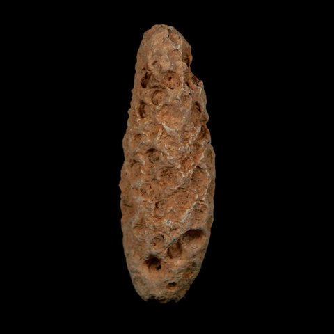 XL 2.1" Fossil Pine Cone Equicalastrobus Replaced By Agate Eocene Age Seeds Fruit