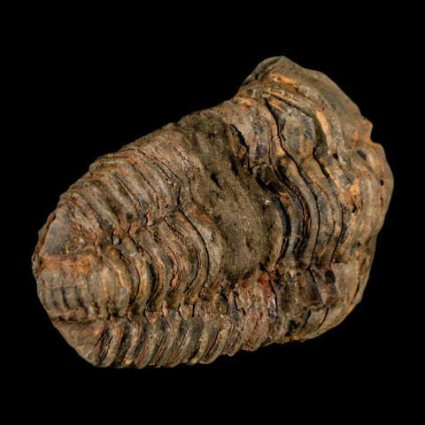 3.5" Flexicalymene Trilobite Fossil Ordovician Age Tazzarine Region Morocco COA - Fossil Age Minerals