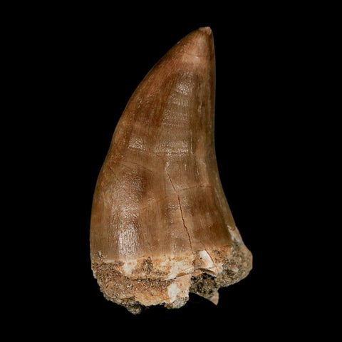 XXL 2.4" Mosasaur Prognathodon Fossil Tooth Cretaceous Dinosaur Era COA & Stand