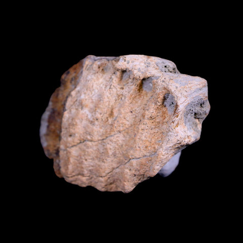 2.4" Centrosaurus Fossil Jaw Bone Judith River FM Montana Cretaceous Dinosaur COA - Fossil Age Minerals