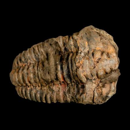 3.5" Flexicalymene Trilobite Fossil Ordovician Age Tazzarine Region Morocco COA