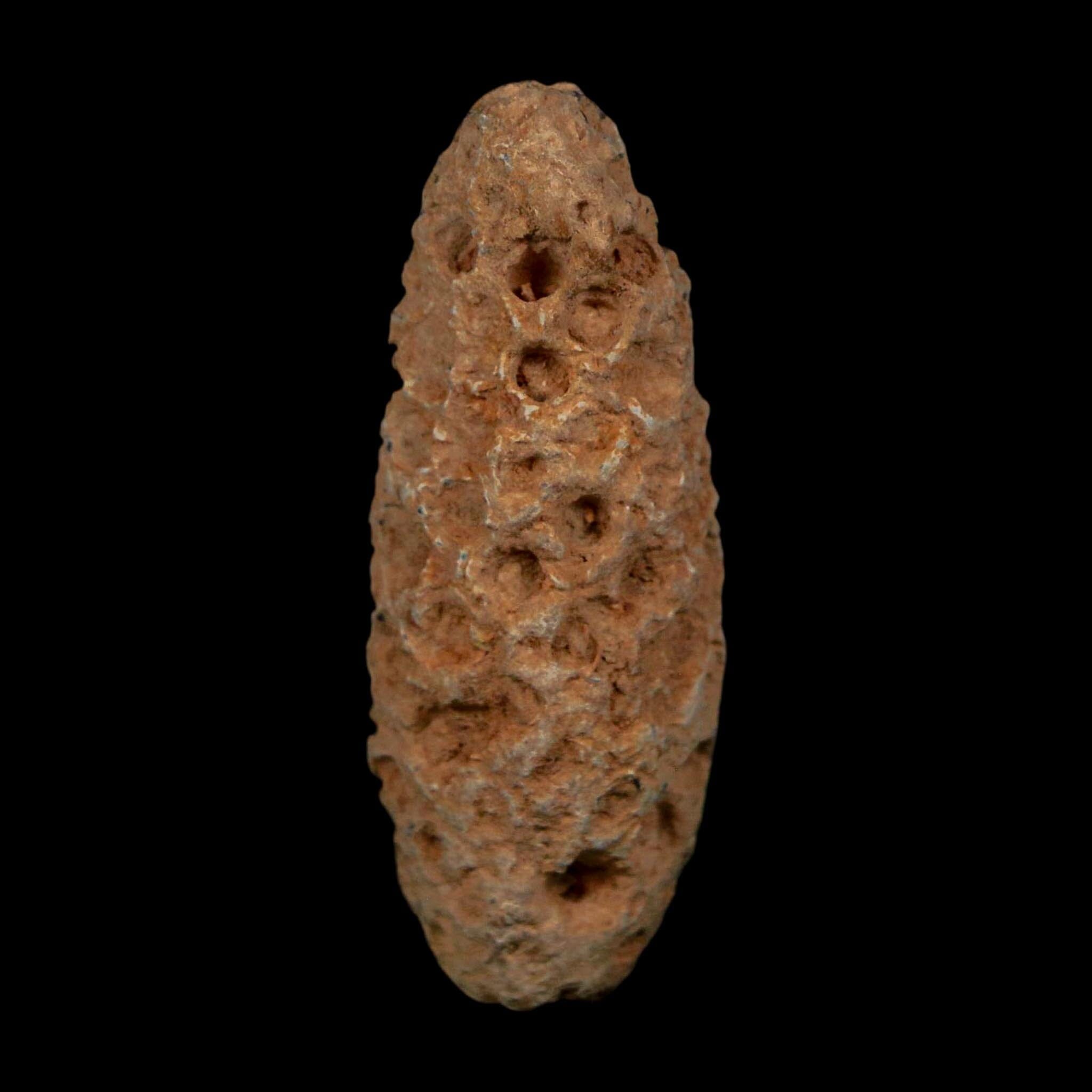 XL 2.1" Fossil Pine Cone Equicalastrobus Replaced By Agate Eocene Age Seeds Fruit - Fossil Age Minerals