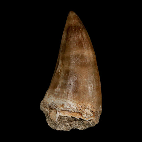 XXL 2.4" Mosasaur Prognathodon Fossil Tooth Cretaceous Dinosaur Era COA & Stand