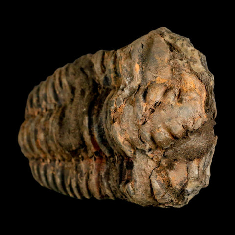 3.5" Flexicalymene Trilobite Fossil Ordovician Age Tazzarine Region Morocco COA - Fossil Age Minerals