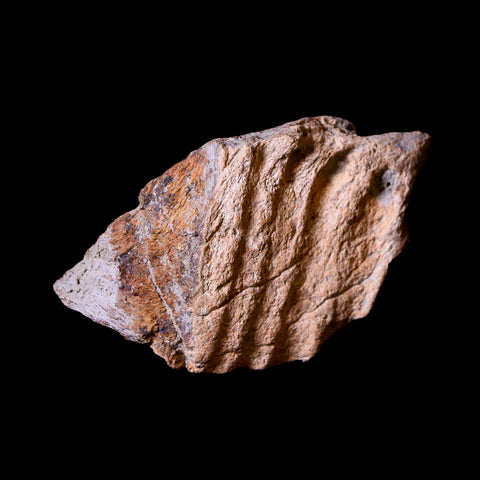 2.4" Centrosaurus Fossil Jaw Bone Judith River FM Montana Cretaceous Dinosaur COA - Fossil Age Minerals