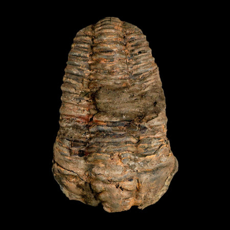3.5" Flexicalymene Trilobite Fossil Ordovician Age Tazzarine Region Morocco COA