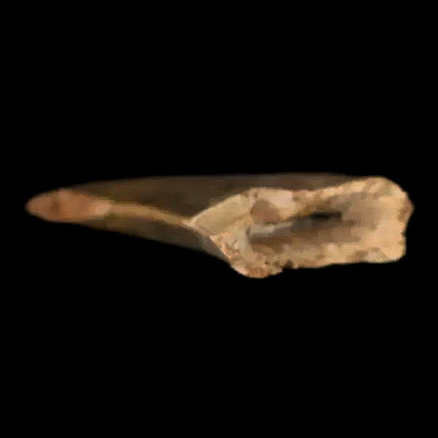 0.6" Nanotyrannus Tyrannosaurus Fossil Tooth Dinosaur Lance Creek WY COA Display - Fossil Age Minerals