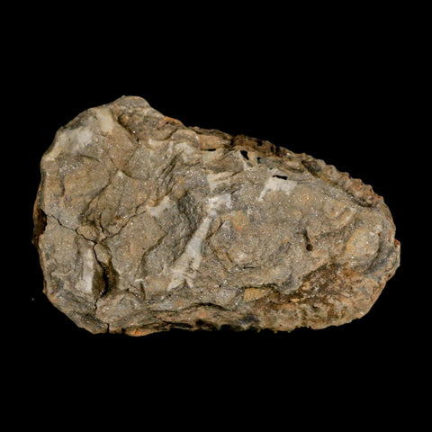 3.5" Flexicalymene Trilobite Fossil Ordovician Age Tazzarine Region Morocco COA - Fossil Age Minerals