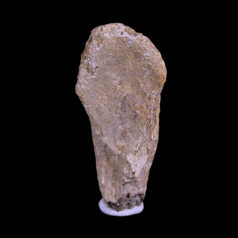 1.9" Corythosaurus Fossil Vertebrae Process Bone Judith River Cretaceous Dinosaur COA - Fossil Age Minerals
