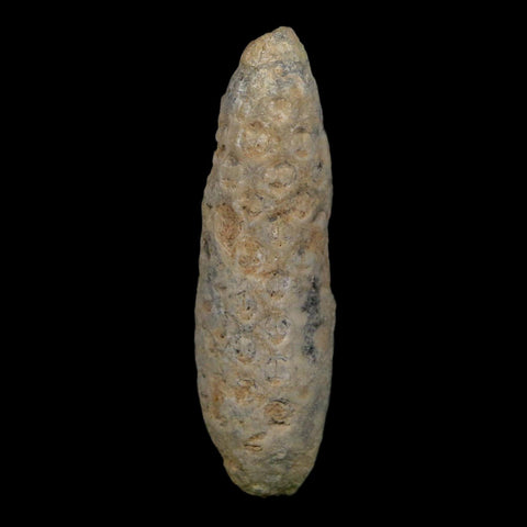 XL 2.4" Fossil Pine Cone Equicalastrobus Replaced By Agate Eocene Age Seeds Fruit