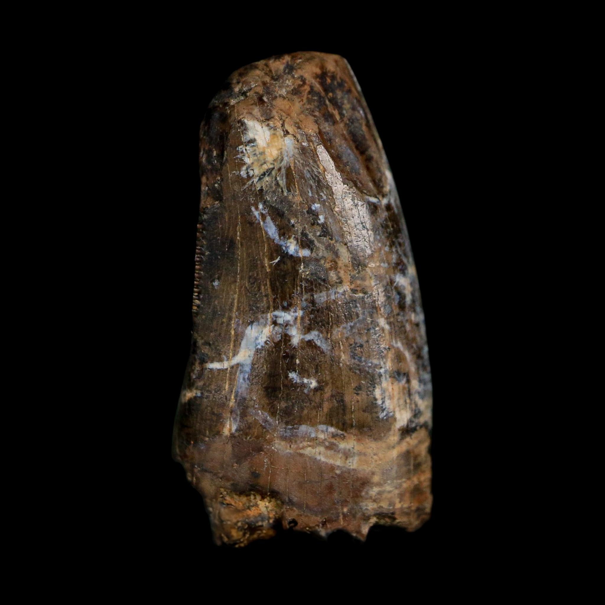 0.7" Tyrannosaur Fossil Tooth Cretaceous Dinosaur Judith River FM MT COA Display