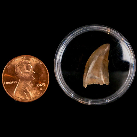 0.6" Nanotyrannus Tyrannosaurus Fossil Tooth Dinosaur Lance Creek WY COA Display - Fossil Age Minerals