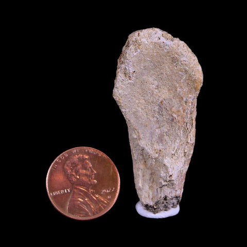 1.9" Corythosaurus Fossil Vertebrae Process Bone Judith River Cretaceous Dinosaur COA - Fossil Age Minerals