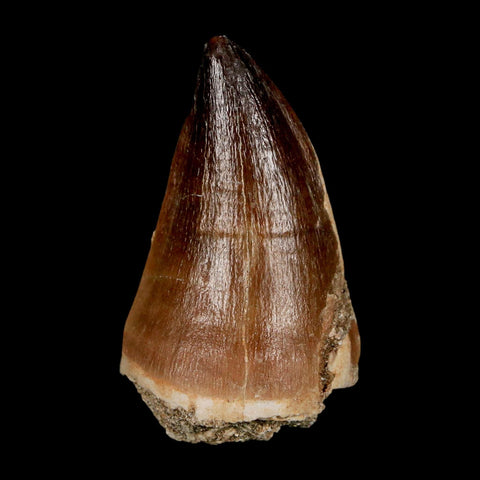 XL 2" Mosasaur Prognathodon Fossil Tooth Cretaceous Dinosaur Era COA & Stand