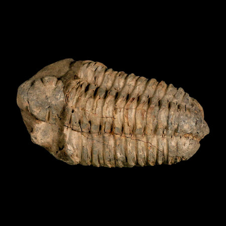 3.5" Flexicalymene Trilobite Fossil Ordovician Age Tazzarine Region Morocco COA