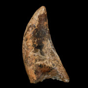 1.2" Nanotyrannus Tyrannosaurus Fossil Tooth Dinosaur Lance Creek WY COA Display