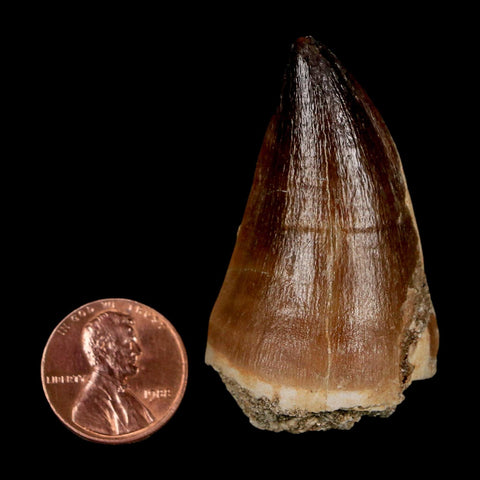 XL 2" Mosasaur Prognathodon Fossil Tooth Cretaceous Dinosaur Era COA & Stand