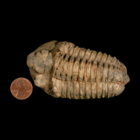 3.5" Flexicalymene Trilobite Fossil Ordovician Age Tazzarine Region Morocco COA - Fossil Age Minerals