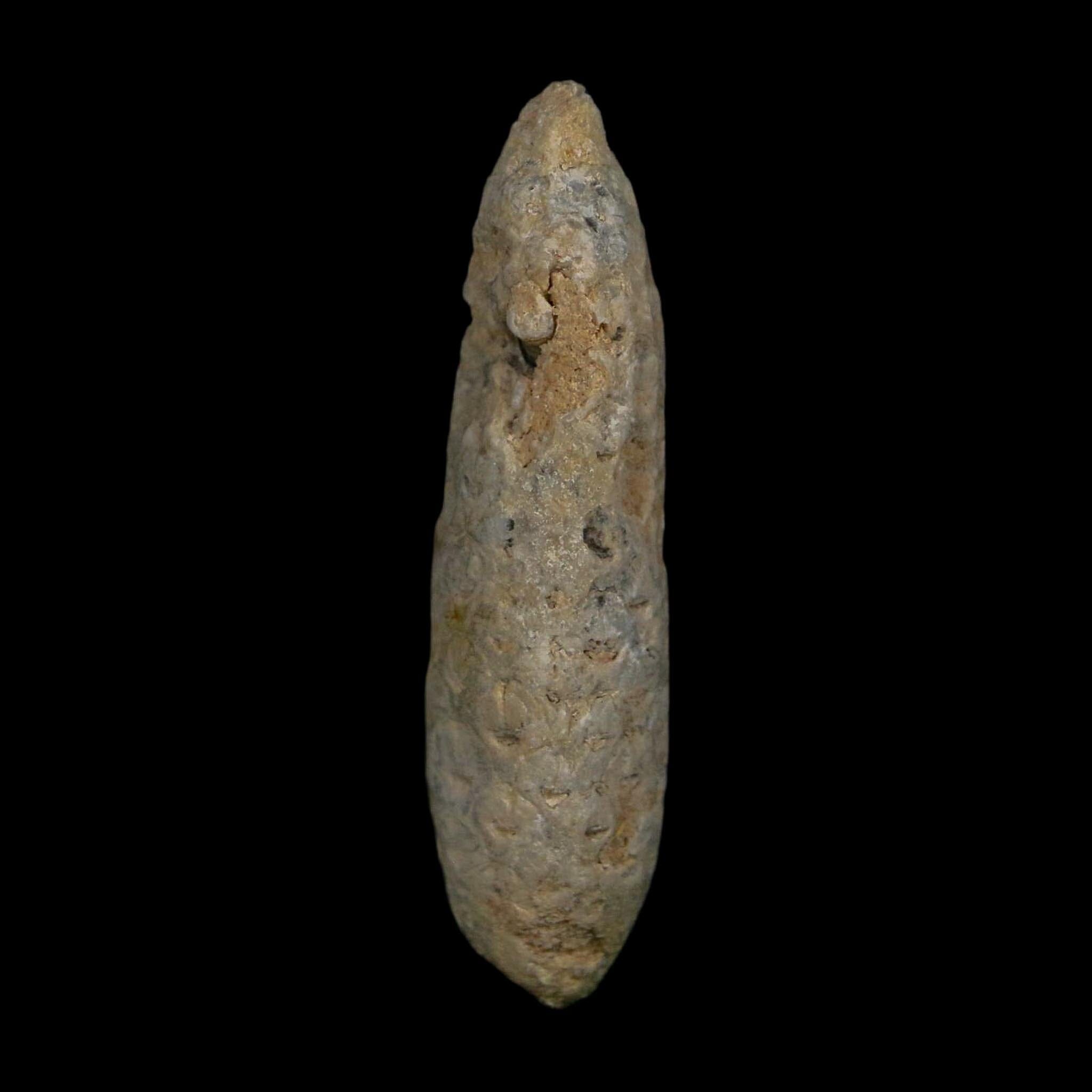 XL 2.4" Fossil Pine Cone Equicalastrobus Replaced By Agate Eocene Age Seeds Fruit - Fossil Age Minerals