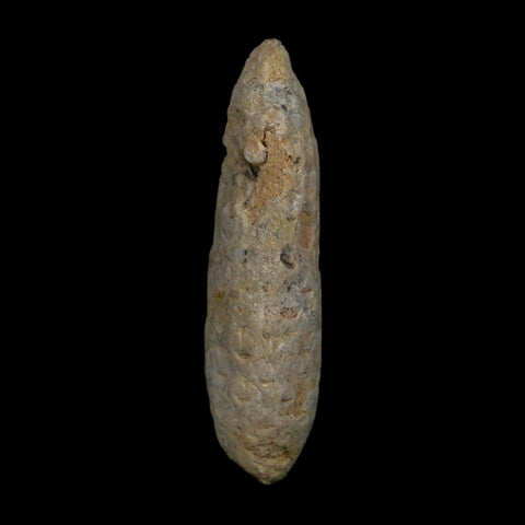 XL 2.4" Fossil Pine Cone Equicalastrobus Replaced By Agate Eocene Age Seeds Fruit