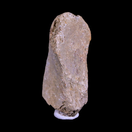 1.9" Corythosaurus Fossil Vertebrae Process Bone Judith River Cretaceous Dinosaur COA