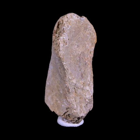 1.9" Corythosaurus Fossil Vertebrae Process Bone Judith River Cretaceous Dinosaur COA - Fossil Age Minerals