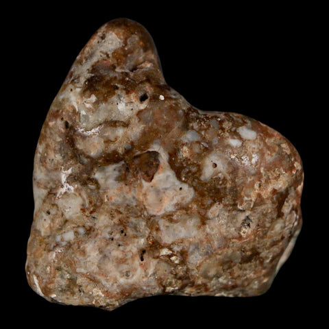 2" Sauropod Dinosaur Stomach Stone Gastrolith Rock Gizzard Stone COA - Fossil Age Minerals