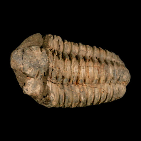 3.5" Flexicalymene Trilobite Fossil Ordovician Age Tazzarine Region Morocco COA - Fossil Age Minerals