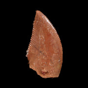 0.5" Abelisaur Serrated Tooth Fossil Cretaceous Age Dinosaur Morocco COA, Display