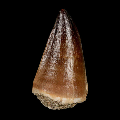 XL 2" Mosasaur Prognathodon Fossil Tooth Cretaceous Dinosaur Era COA & Stand