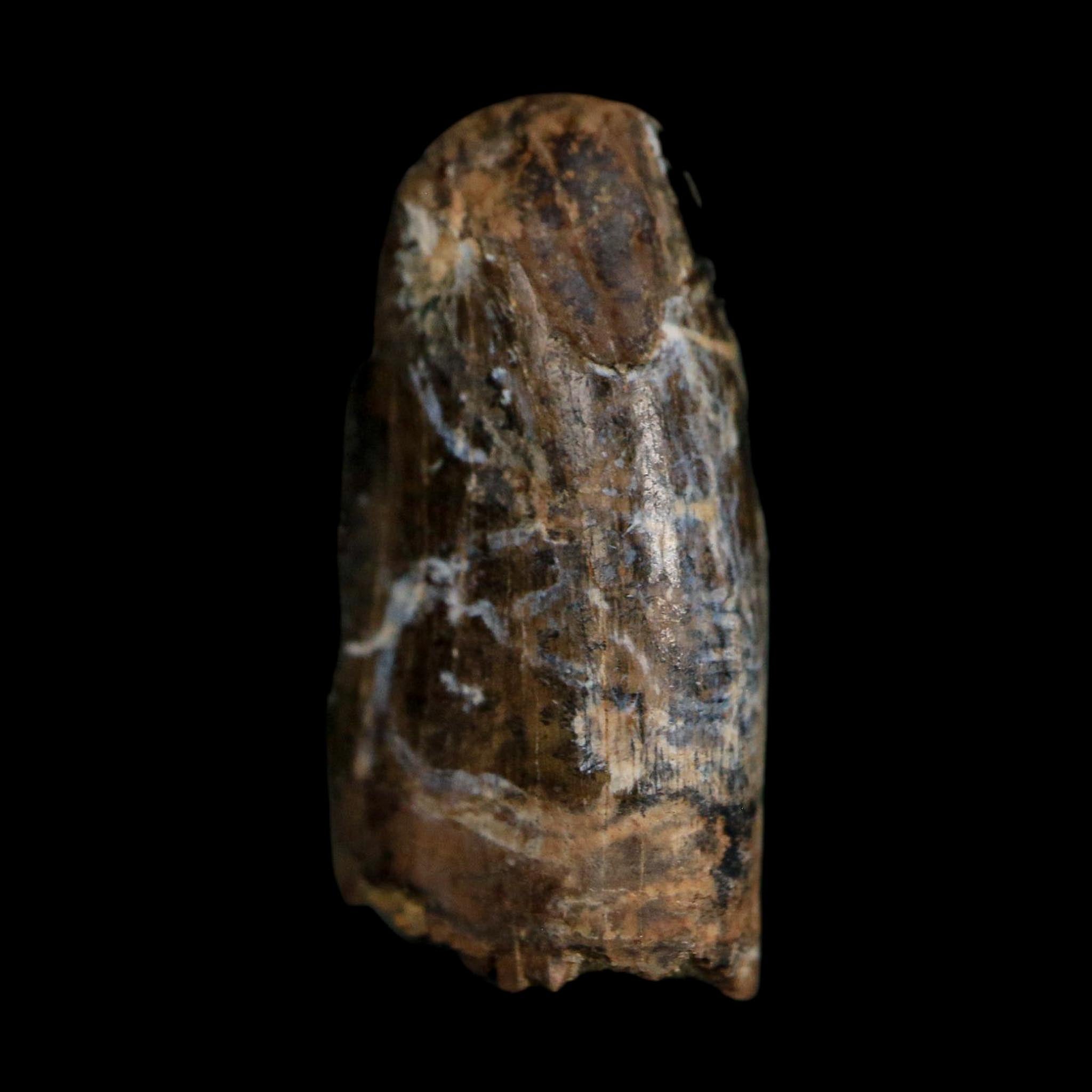 0.7" Tyrannosaur Fossil Tooth Cretaceous Dinosaur Judith River FM MT COA Display