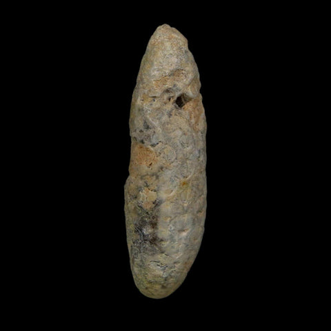XL 2.4" Fossil Pine Cone Equicalastrobus Replaced By Agate Eocene Age Seeds Fruit