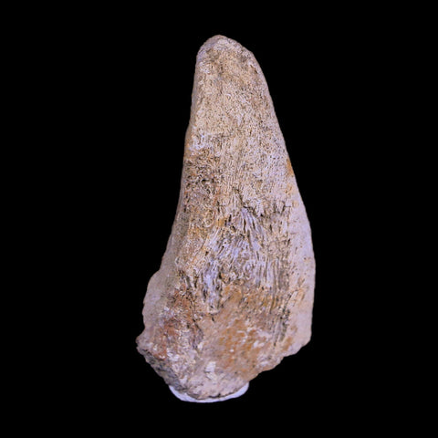 1.9" Corythosaurus Fossil Vertebrae Process Bone Judith River Cretaceous Dinosaur COA - Fossil Age Minerals