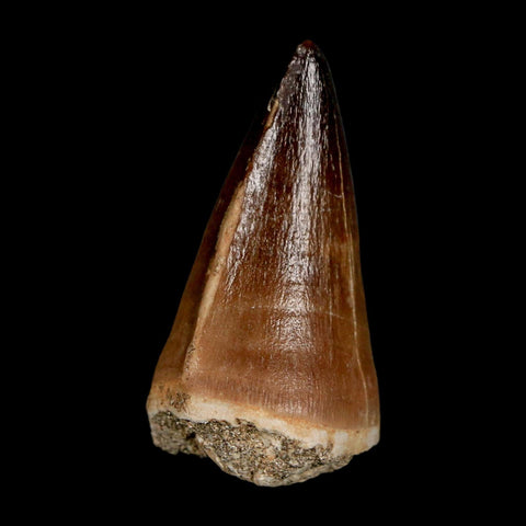 XL 2" Mosasaur Prognathodon Fossil Tooth Cretaceous Dinosaur Era COA & Stand