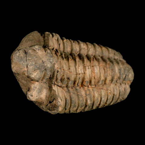 3.5" Flexicalymene Trilobite Fossil Ordovician Age Tazzarine Region Morocco COA - Fossil Age Minerals