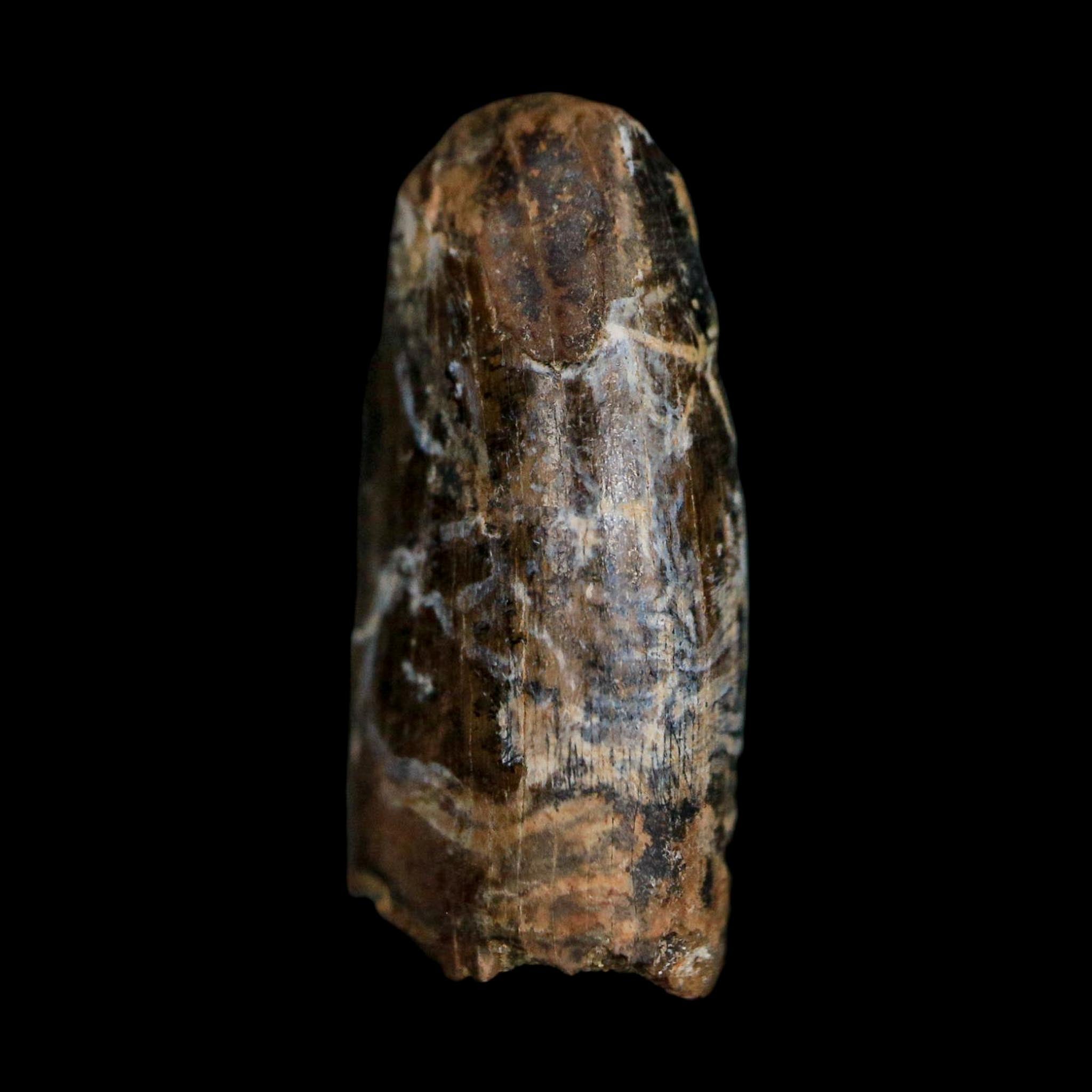 0.7" Tyrannosaur Fossil Tooth Cretaceous Dinosaur Judith River FM MT COA Display