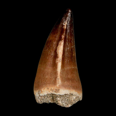 XL 2" Mosasaur Prognathodon Fossil Tooth Cretaceous Dinosaur Era COA & Stand