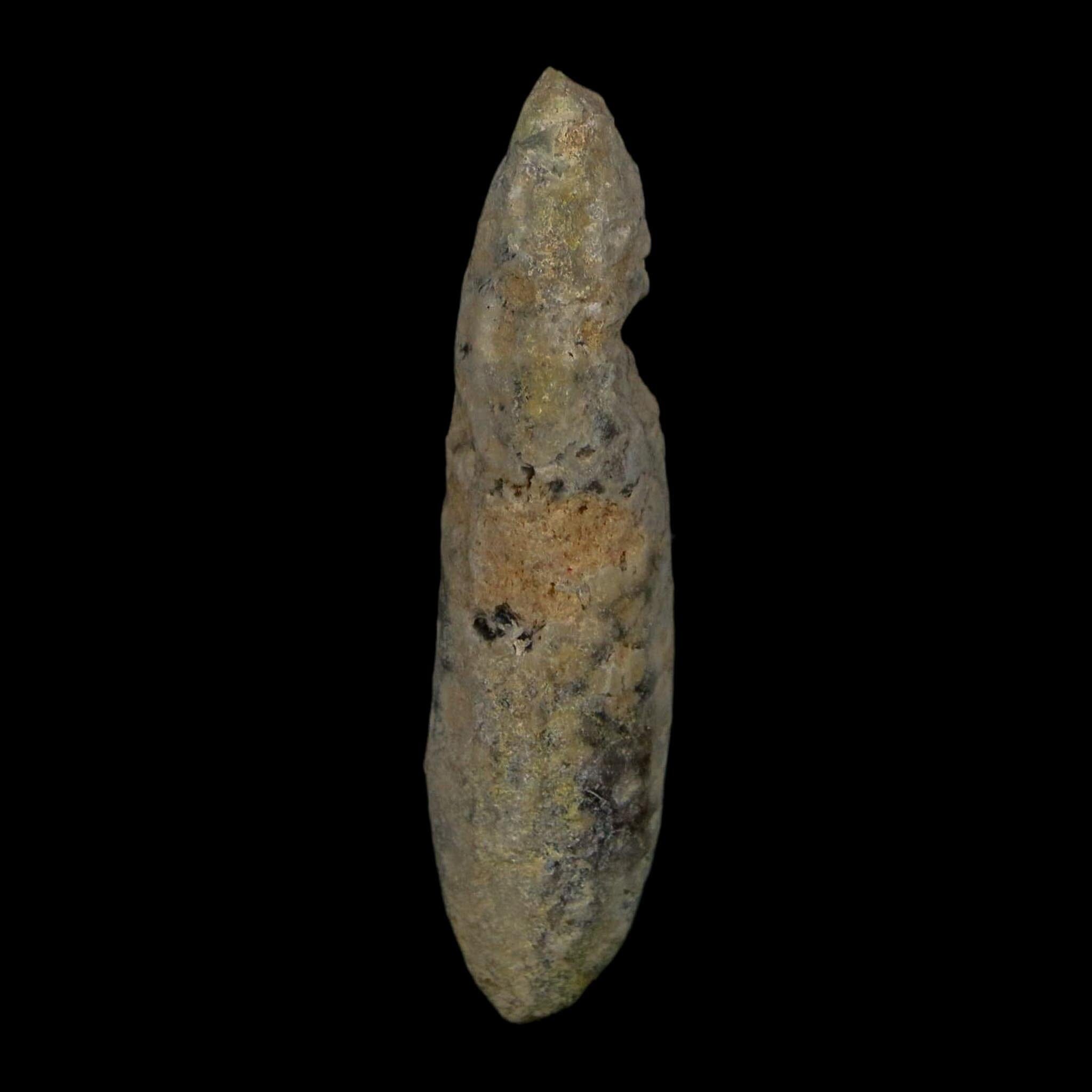 XL 2.4" Fossil Pine Cone Equicalastrobus Replaced By Agate Eocene Age Seeds Fruit - Fossil Age Minerals
