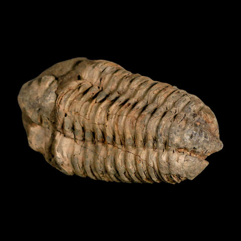 3.5" Flexicalymene Trilobite Fossil Ordovician Age Tazzarine Region Morocco COA - Fossil Age Minerals