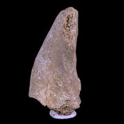 1.9" Corythosaurus Fossil Vertebrae Process Bone Judith River Cretaceous Dinosaur COA