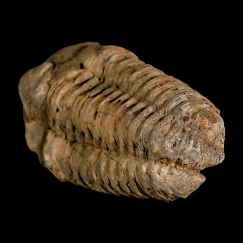 3.5" Flexicalymene Trilobite Fossil Ordovician Age Tazzarine Region Morocco COA - Fossil Age Minerals